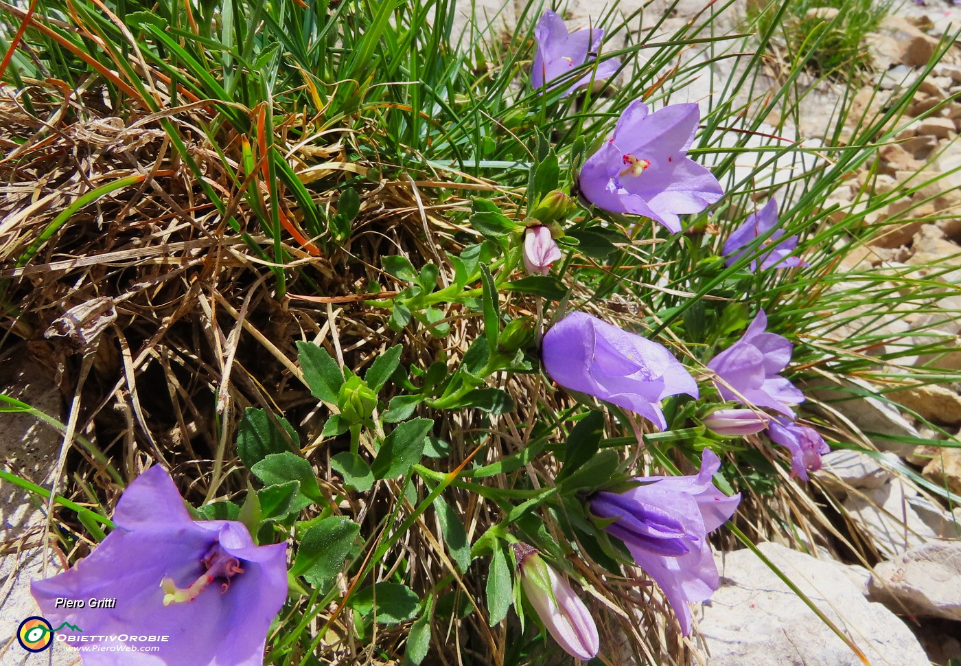 46 Campanula raineri (Campanula dell'arciduca) .JPG